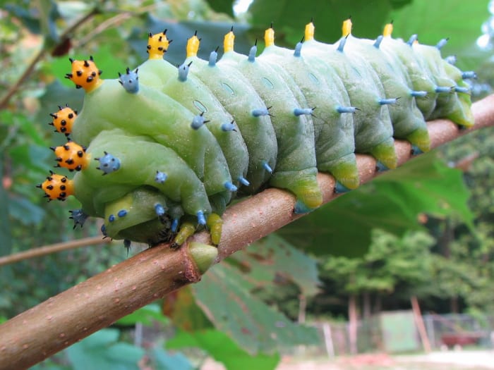The cecropia moth caterpillar, one of the largest and most impressive species in North America, is completely harmless and does not sting.