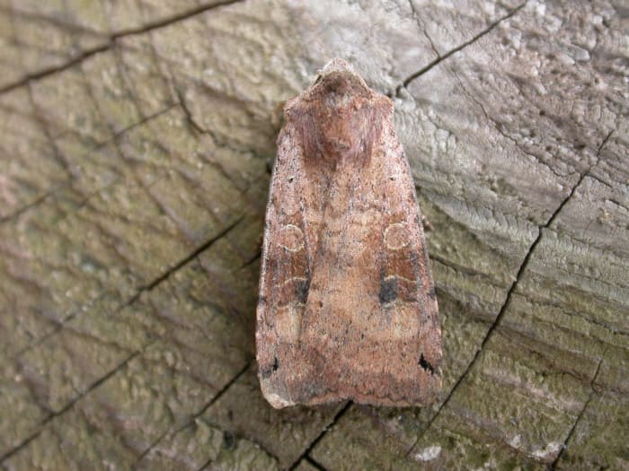 Xestia baja, a cutworm moth