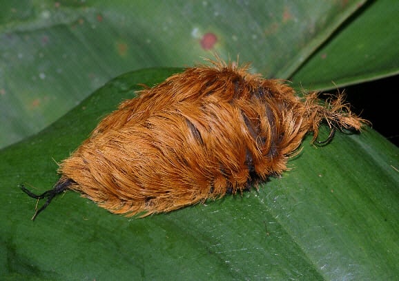 CAUTION! The southern flannel moth caterpillar, aka the puss moth caterpillar has a very powerful sting.