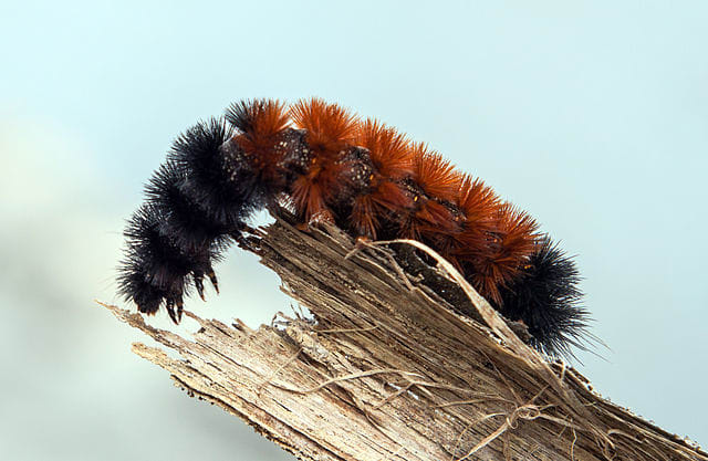 Banded woolly bear caterpillar