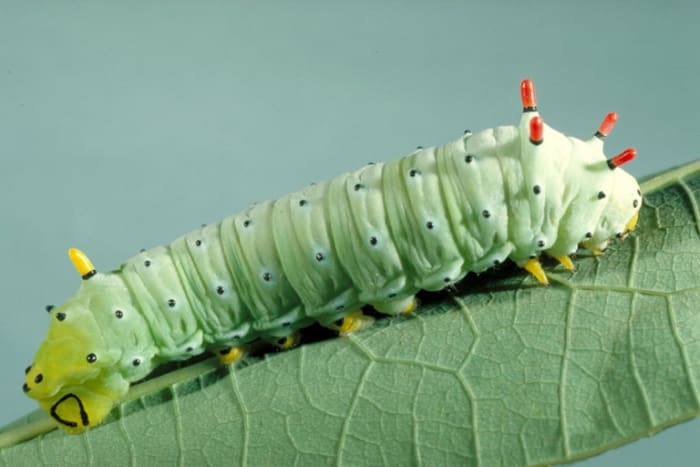 The beautiful Promethea Giant Silk Moth caterpillar
