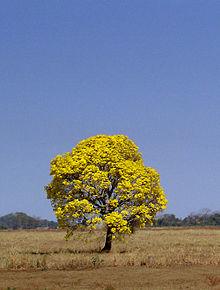 This Tabeluia tree stands out in a cow pasture. How did it get there? Someone must have planted one of Dr. Menninger's seeds there.