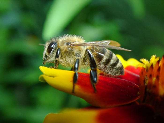 A western honeybee