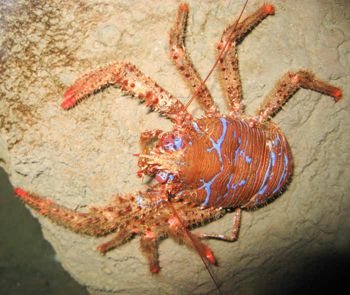 Facts About Yeti Crabs, Hydrothermal Vents, and Cold Seeps Owlcation Education