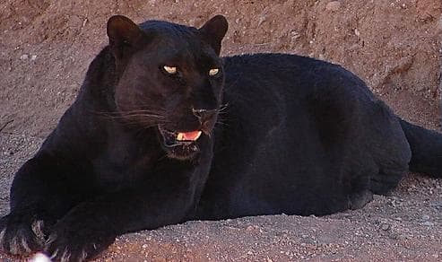 The panther is basically a black leopard, although in South America you do get black jaguars, also known as panthers.