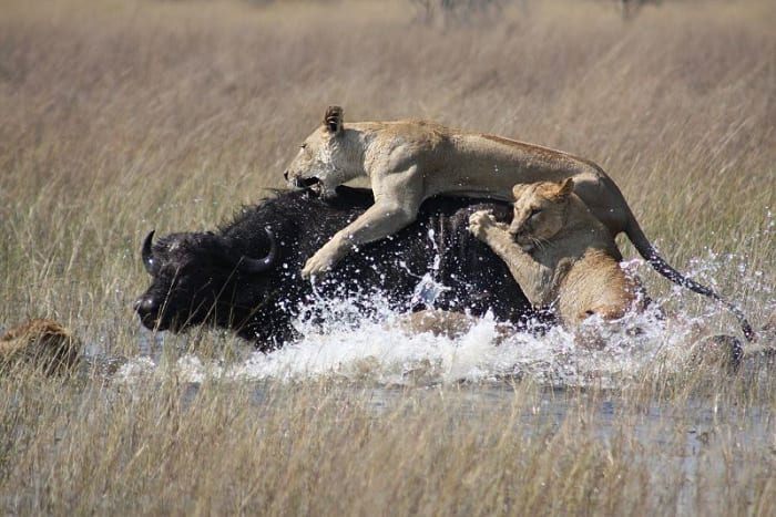 By working together as a team, lions can bring down animals weighing in excess of a ton.