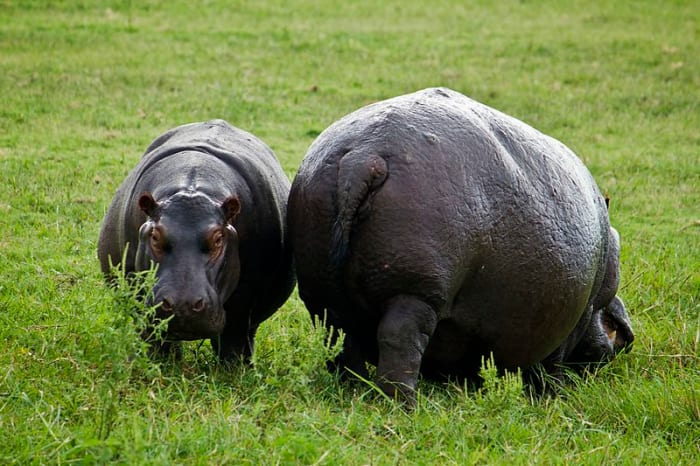 Never get between a Hippo and the water, because otherwise you'll be in big trouble.