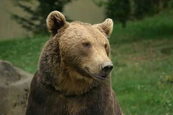 This is a European brown bear, the largest carnivore to be found on the European continent.