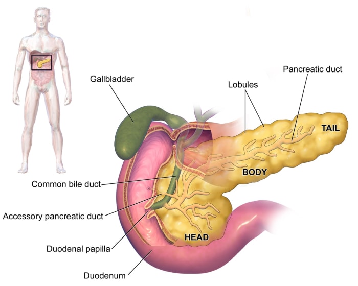 The pancreas is the yellow structure in this diagram. If someone's pancreas no longer makes insulin, they must get the hormone from another source in order to survive.