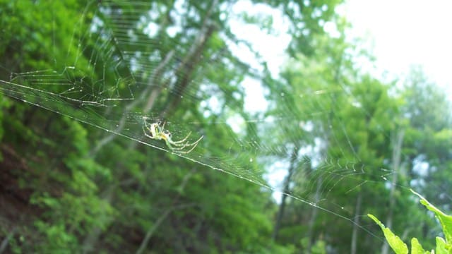 Hanging upside down. They have non-sticky fibers and they don't stick to their webs, but somehow they stick when gravity could otherwise pull them down.