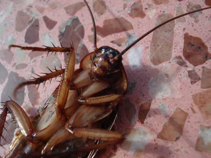 The German cockroach is one of the most common roaches found in apartment houses, restaurants, and hotels.