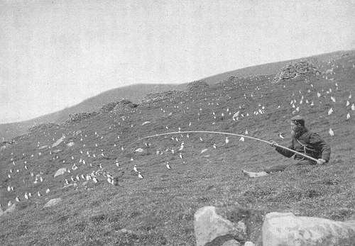 Catching puffins on St Kilda in 1898