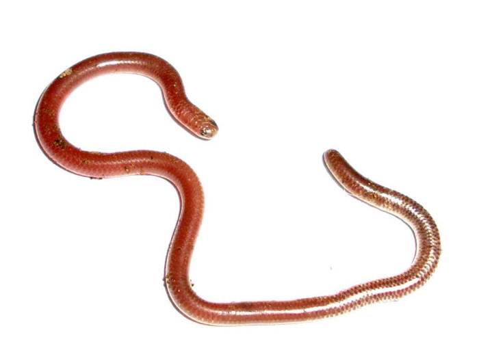This is a Texas blind snake which sometimes slips away from the hungry baby owls and lives on the debrie in the nest, cleaning it out and making the chicks healthier. Texas Blind snakes are about the size of a pencil.