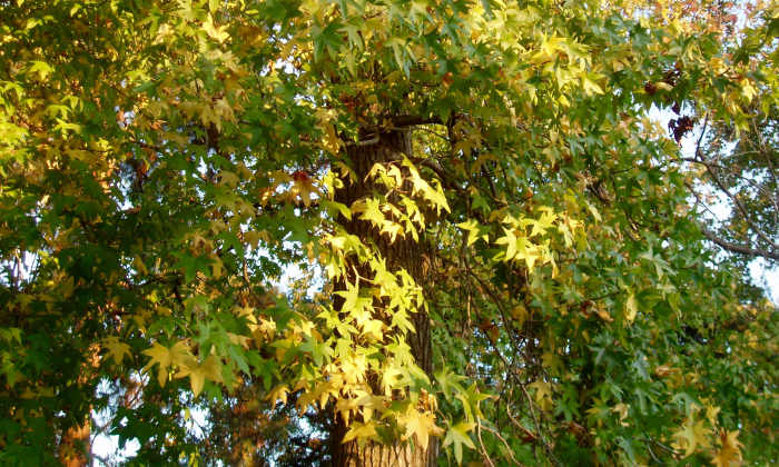 When the sun shines through these leaves, the effect is transcendent.