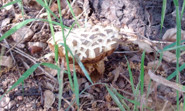 Mushrooms are the fruit of underground mycelium, which breaks down toxins in the soil, turning them into food for plants.