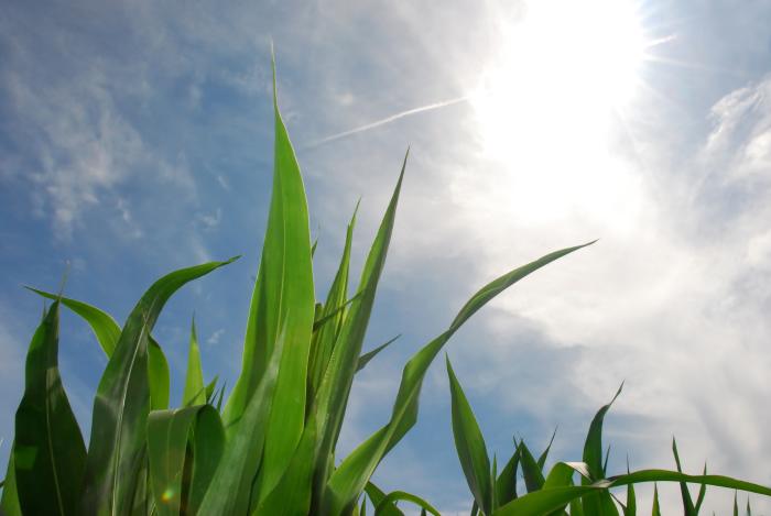 Ultraviolet light from the sun is needed for the skin to make vitamin D, but too much UV radiation can injure the skin.