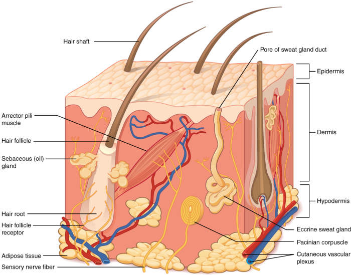 A simplified view of dermal structures