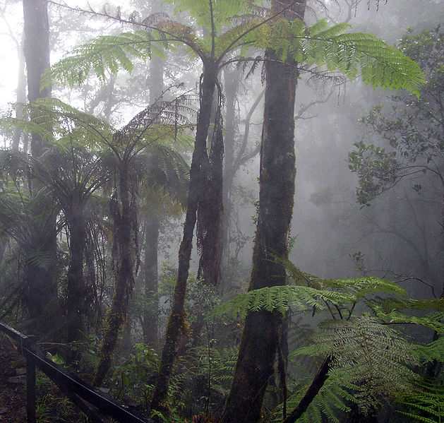 Recent research has shown that tropical jungles create their own rain. We need them to stay alive, so we can thrive.