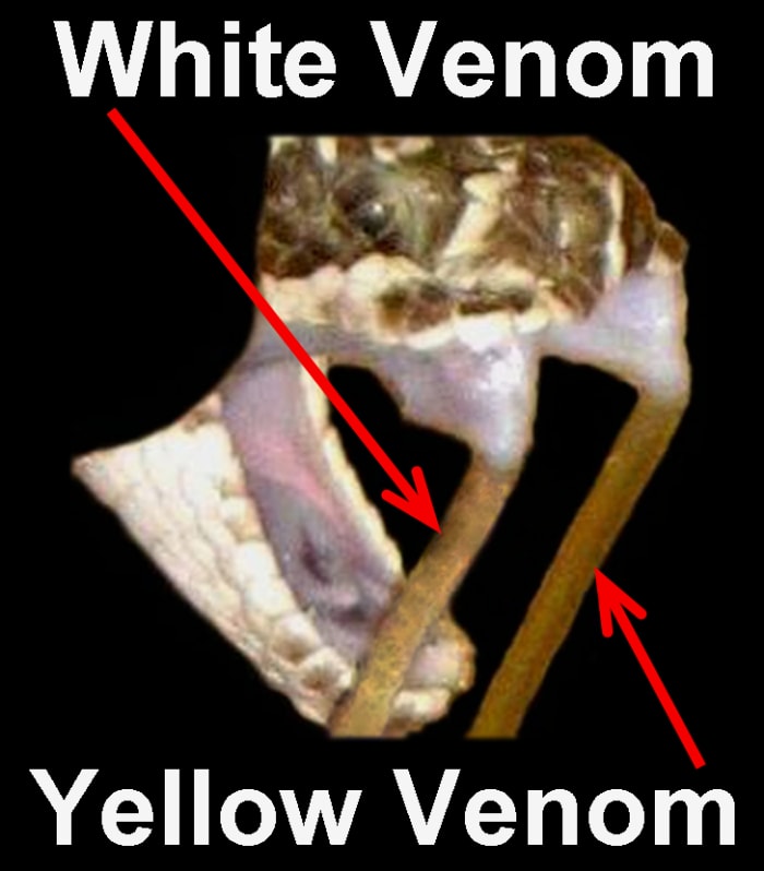 A Prairie Rattlesnake (Crotalus viridis viridis), expressing white venom from its right fang and yellow venom from its left fang, indicating a much higher level of LAAO in the venom coming from the left venom gland.
