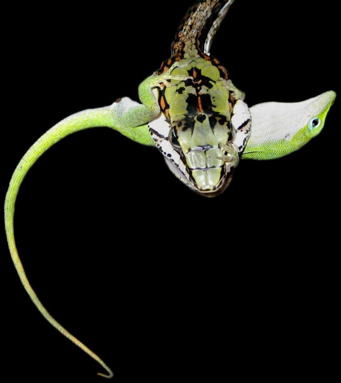 A Twig Snake (Thelotornis capensis) holding a Green Anole (Anolis carolinensis) in its mouth such that it can effectively envenomate it. This snake is among the few rear-fanged snake species that pose a real threat to humans.