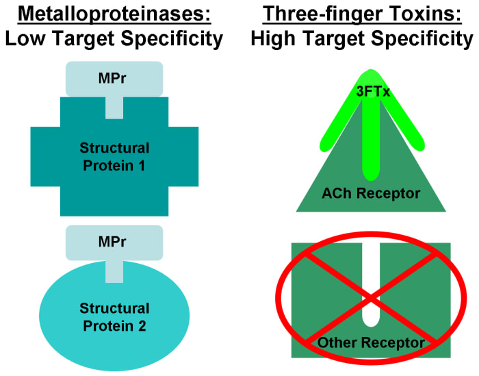 This compares the "general" proteinase activity of some metalloproteinases against structural proteins to the highly specific activity of some three-finger toxins against acetylcholine receptors.