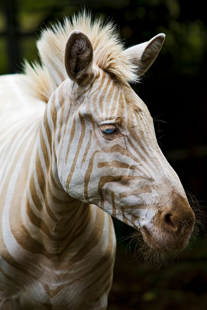 Zoe - Regardez ces magnifiques yeux bleus !