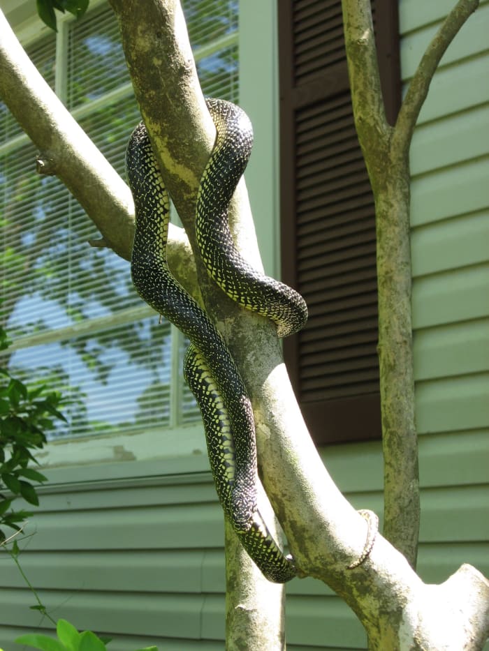 speckled kinsnake in a tree. Photo by Cozcoz, This work is licensed under the Creative Commons Attribution-ShareAlike 3.0 License.