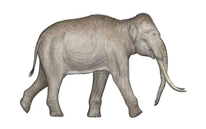 The strange- the straight tusked elephant was a prehistoric relative of the Asian elephant that lived in Europe during warmer phases of the ice age.