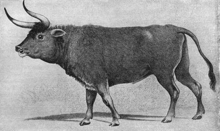 This is a copy of a painting dating from the 16th century drawn by Charles Hamilton Smith. The aurochs still existed in pure form until the 1600s.