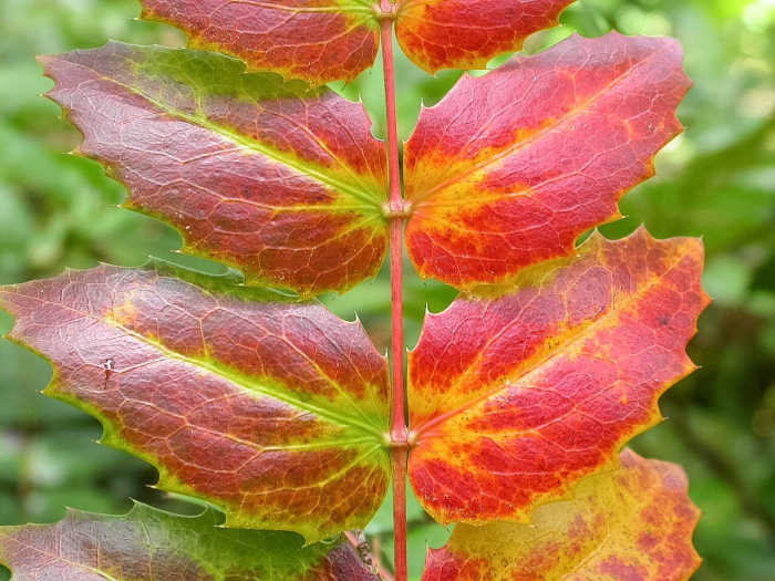 Oregon grape leaves sometimes develop a beautiful red colour as they age.