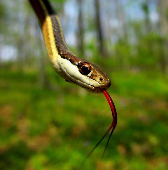 A Northern Ribbon Snake (Thamnophis sauritus septentrionalis) flicking its tongue. This snake is an excellent example of how all of Indiana's rear-fanged venomous snakes are relatively harmless to humans.