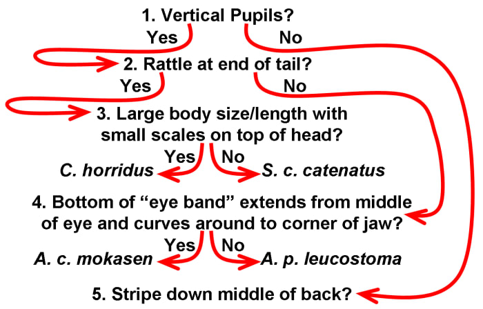 This diagram explains how this dichotomous key works. Begin at number one to identify a snake, following the answer to the next appropriate question.