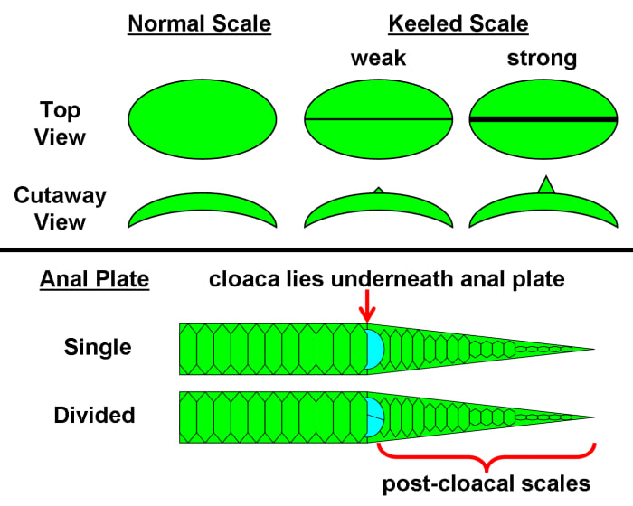 Comparison of normal, smooth scales to scales that possess a ridge down the middle (keel) of varying strengths (weak-strong). The anal plate can either be intact or split and covers the cloaca, directly preceding the post-cloacal scales on the tail.