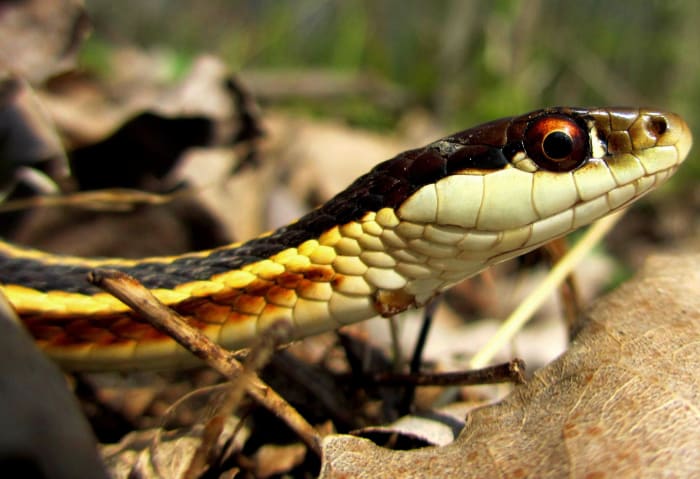 Northern Ribbon Snake (Thamnophis sauritus septentrionalis) found in northern two-thirds of the state.