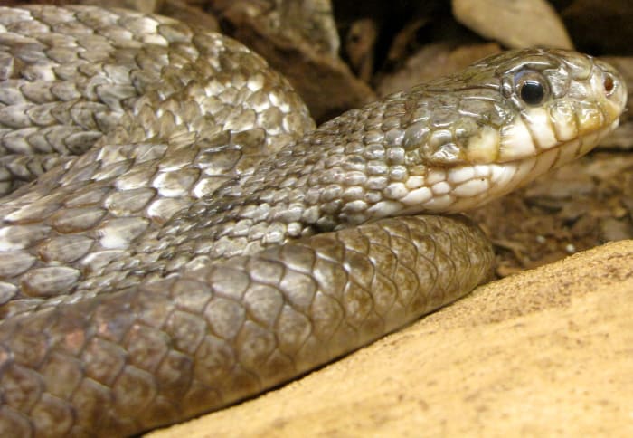 Gray Rat Snake (Pantherophis spiloides), showing the dark blotches on dorsum of neck that extend down sides to the belly.
