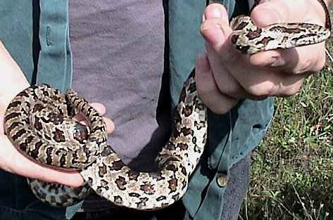 Prairie Kingsnake (Lampropeltis calligaster calligaster) found in southwest/southcentral Indiana and along western state border.