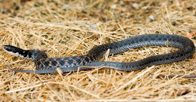 Kirtland's Snake (Clonophis kirtlandii) found everywhere in the state except the southwestern corner.