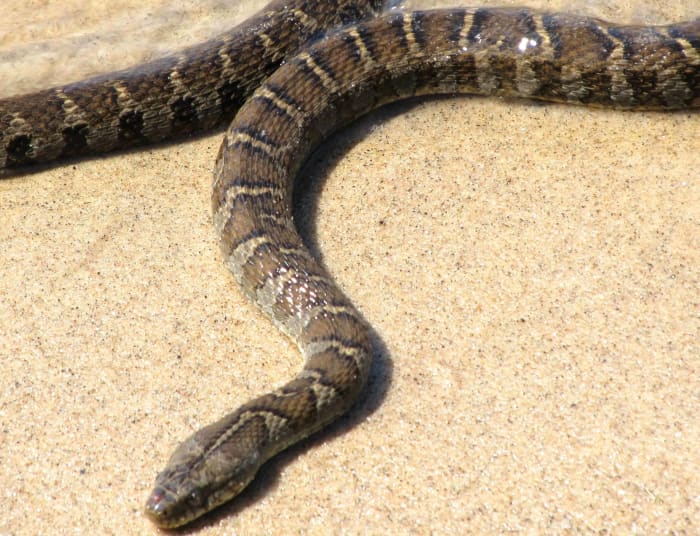 Northern Water Snake (Nerodia sipedon sipedon) found in southern Indiana. The Midland Water Snake's dark bands are narrower than the light bands between them.