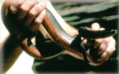 Copperbelly Water Snake (Nerodia erythrogaster neglecta) found in southern third and northeastern corner of the state.