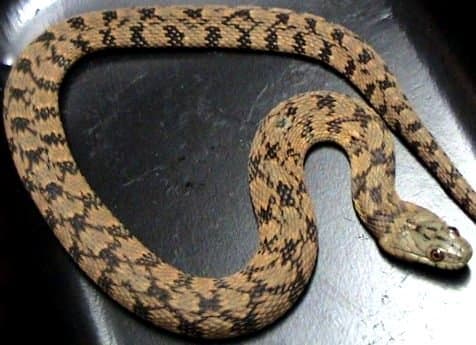 Northern Diamondback Water Snake (Nerodia rhombifer rhombifer) found in the southwestern corner of the state.