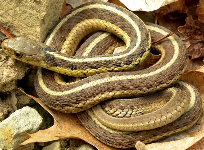Eastern Garter Snake (Thamnophis sirtalis sirtalis), found throughout Indiana. The Chicago Garter Snake has black vertical bars interrupting the side stripes near the neck.