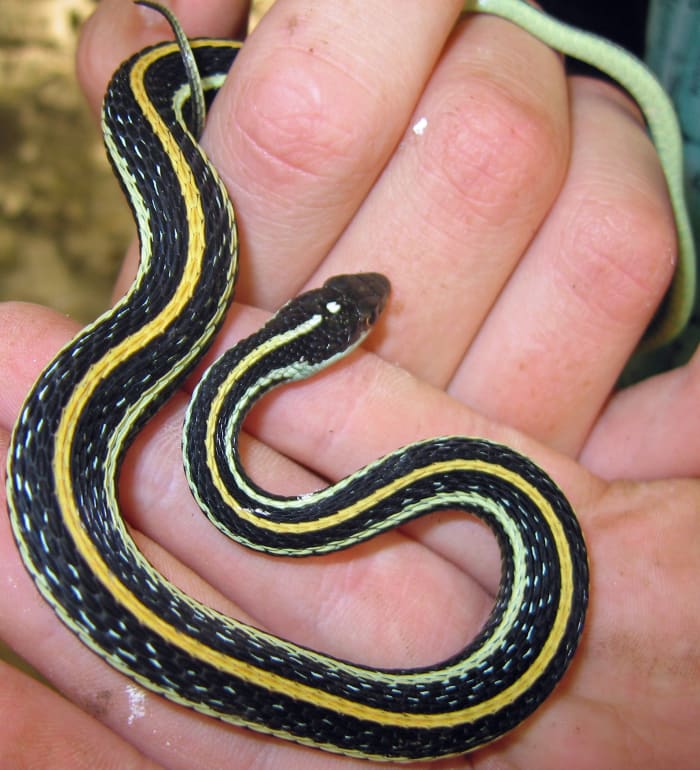 Western Ribbon Snake (Thamnophis proximus proximus), found everywhere but in Indiana but the southeast and east-central regions.