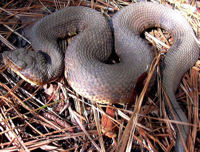 The Western Cottonmouth (Agkistrodon piscivores leucostoma) is only found in Dubois and Harrison counties.