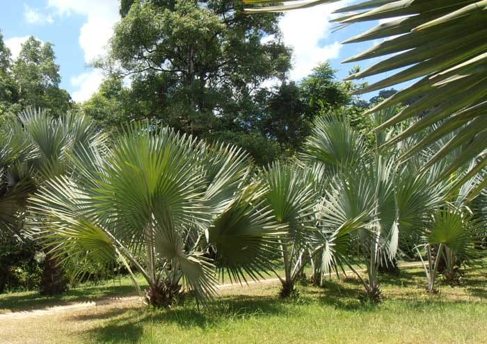 Een rij jonge Bismarck Palmen in Thailand. De bladeren worden zilverkleuriger naarmate de plant groeit.