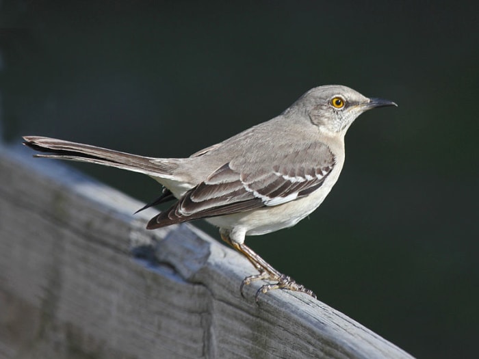 Mockingbirds can repeat over 2 dozen calls. They have been know to repeat telephone rings, rusty hinges and other sounds they often hear.