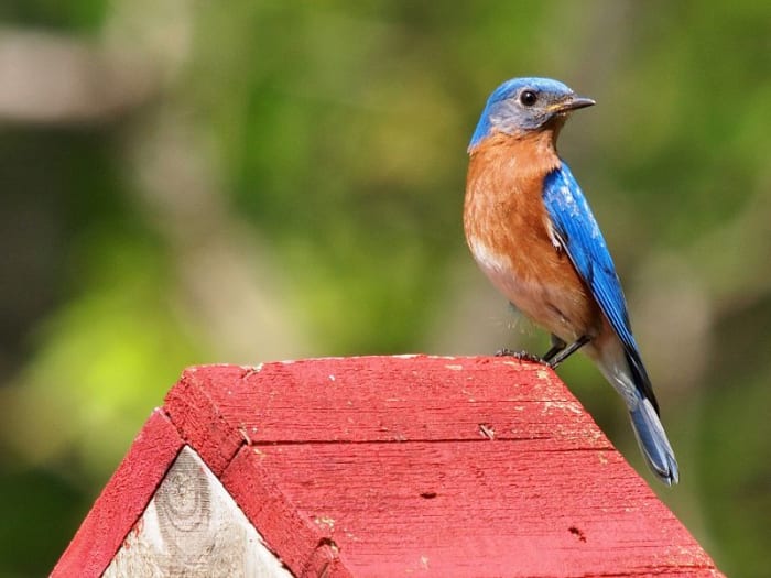 Bluebirds are one of our prettiest residents. They nest readily in man made bird houses if you take a few steps to ensure a good house.