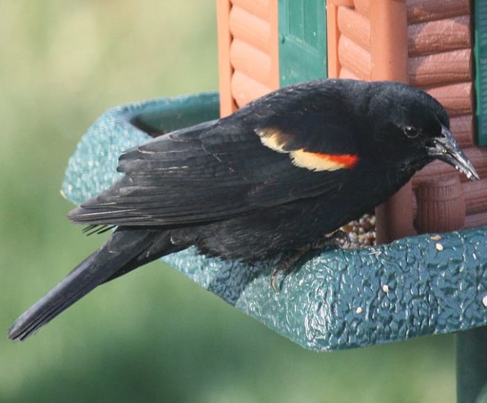 The redwinged blackbird wears his colors like a badge of honor. And isn't to proud to eat at the feeder.