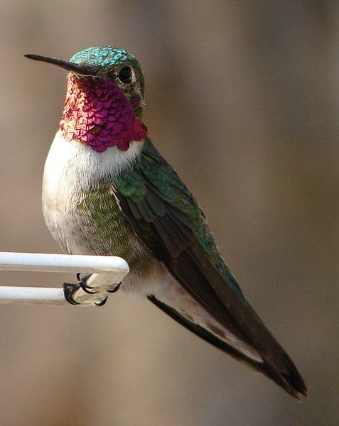 The ruby throated hummingbird is only a part year resident of Asheville backyards and is our smallest bird.