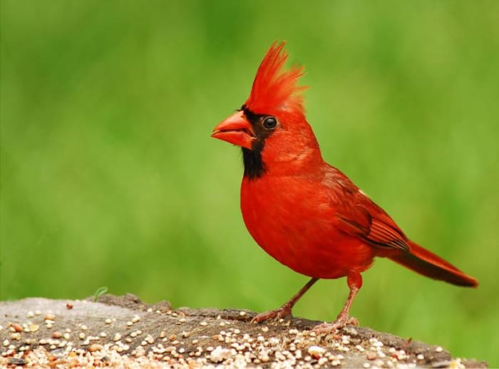 Cardinals are the state bird of North Carolina and are common throughout the state. Did you know that cardinals have dialects and can not understand other cardinals far off?