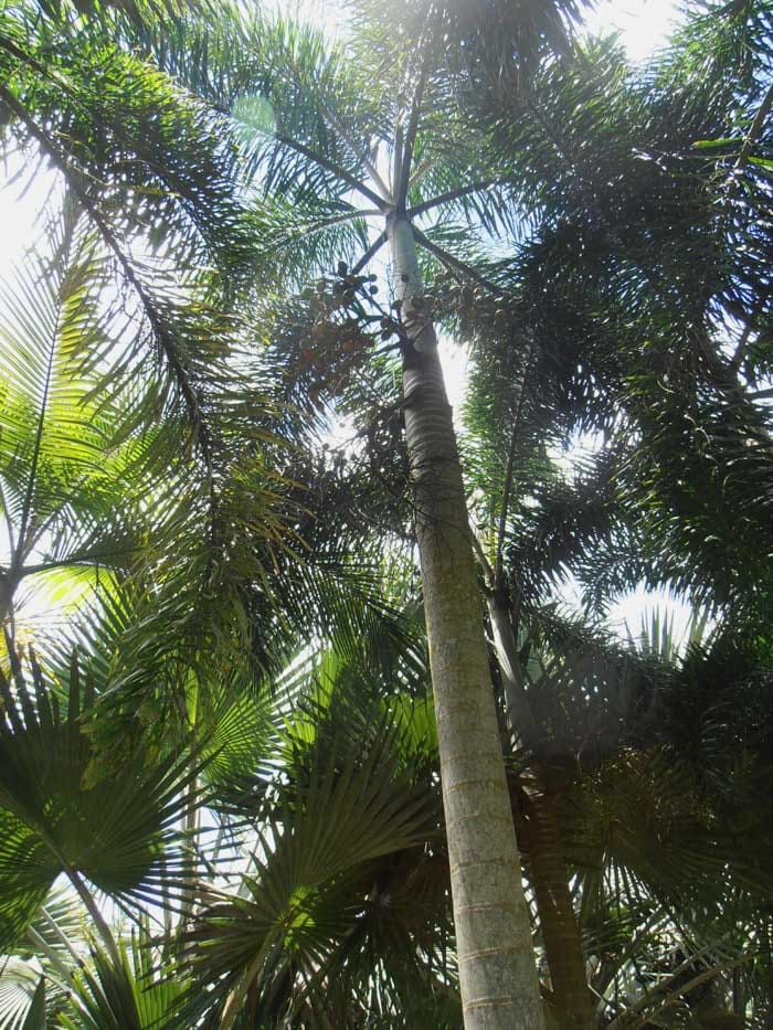 De lange rechte stam van een Areca (Betelnoot) palm.